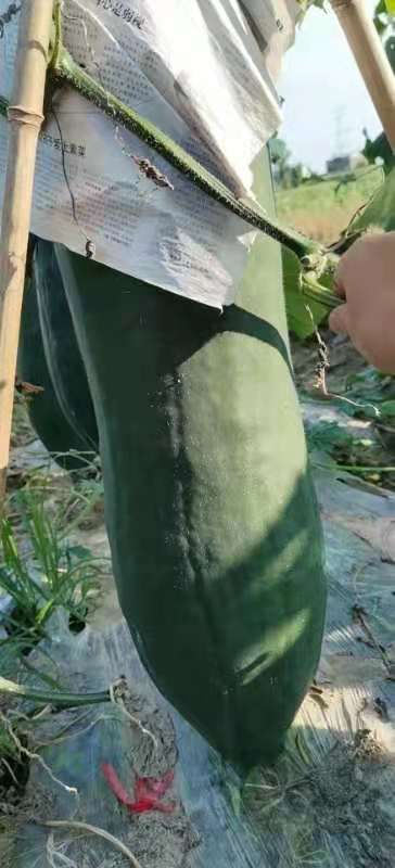 黑皮冬瓜大量出货