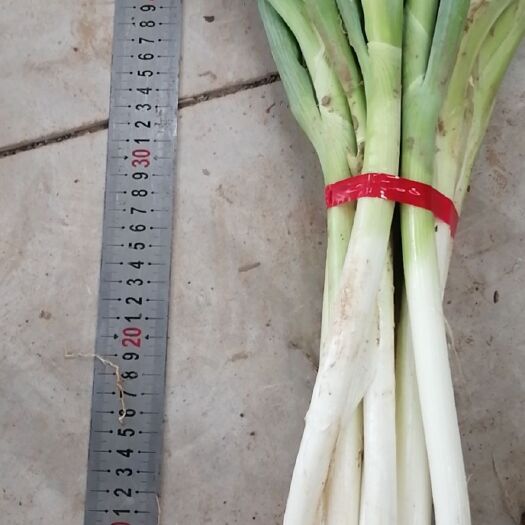 凤县钢葱 大量出货刚葱，葱白30-40，