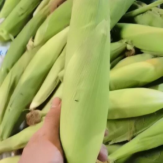 南皮县糯玉米  粘玉米，甜糯