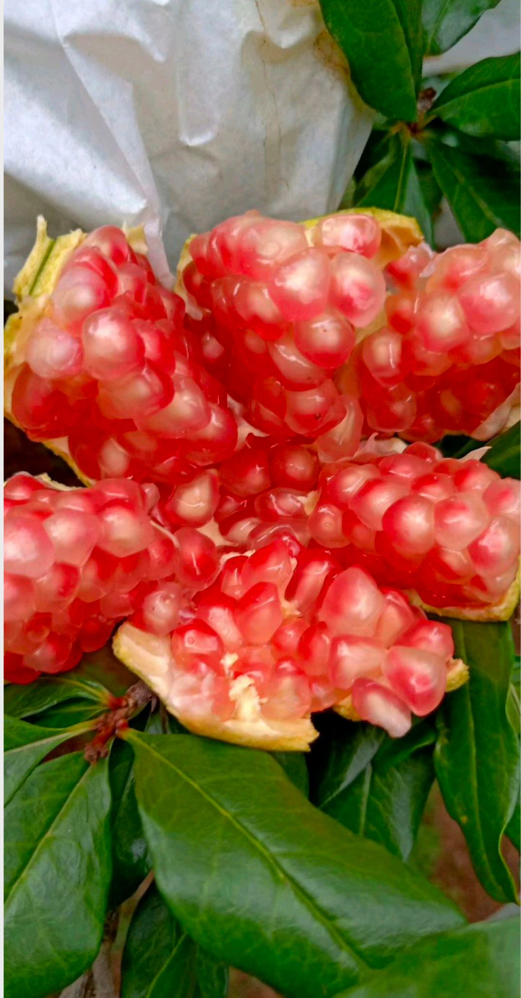 大凉山会理县突尼斯软籽石榴