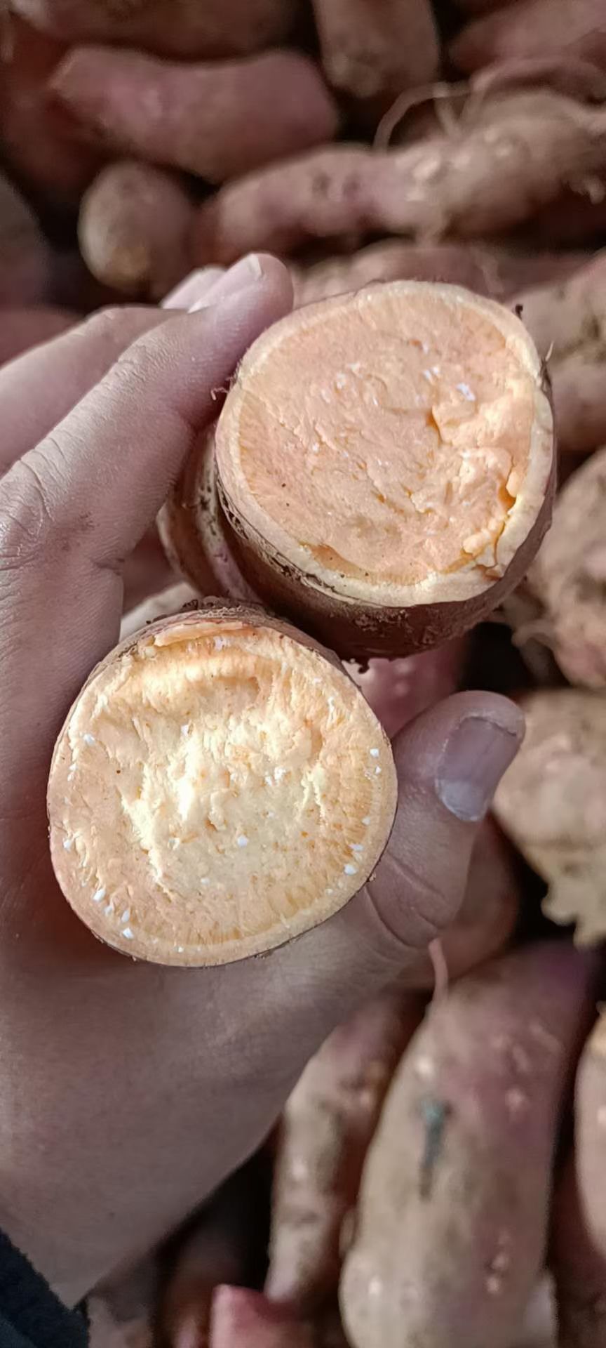 龙薯  我处七八月份大量供应各品种红薯，口感好，耐运输