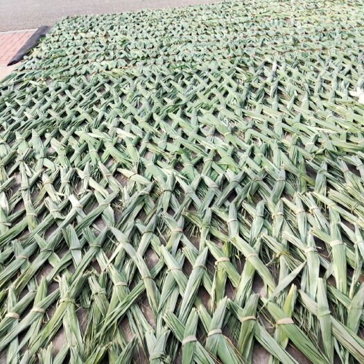 桓台县粽叶干芦苇叶