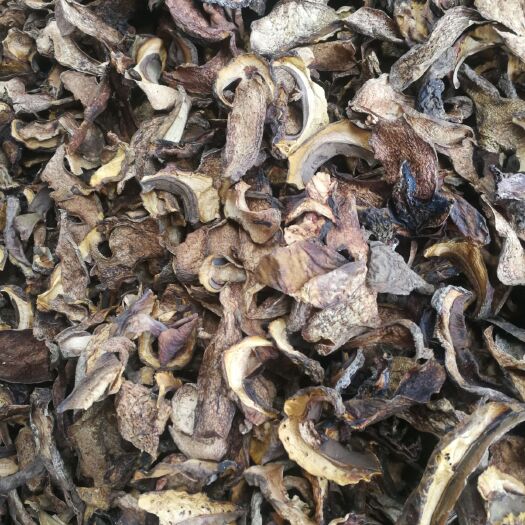 昆明 黄牛肝菌批发
