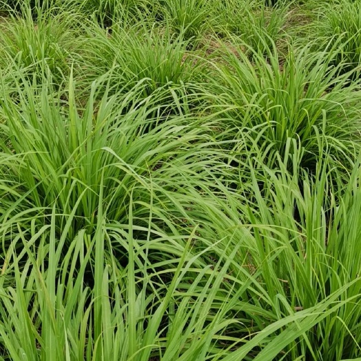 资中县泰国柠檬香茅草