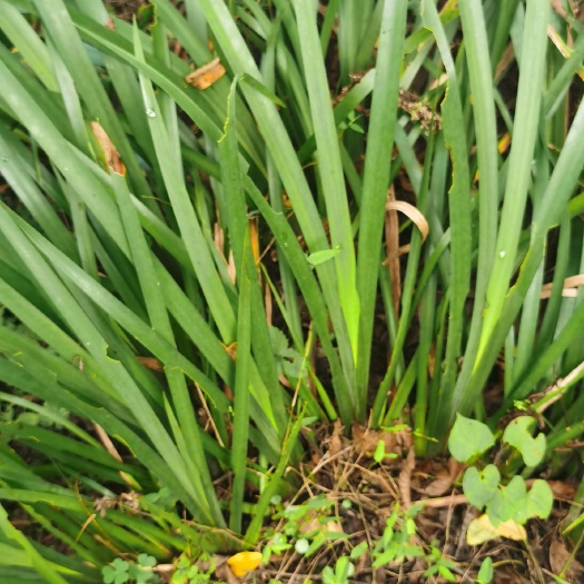 平昌县红心大叶石菖蒲