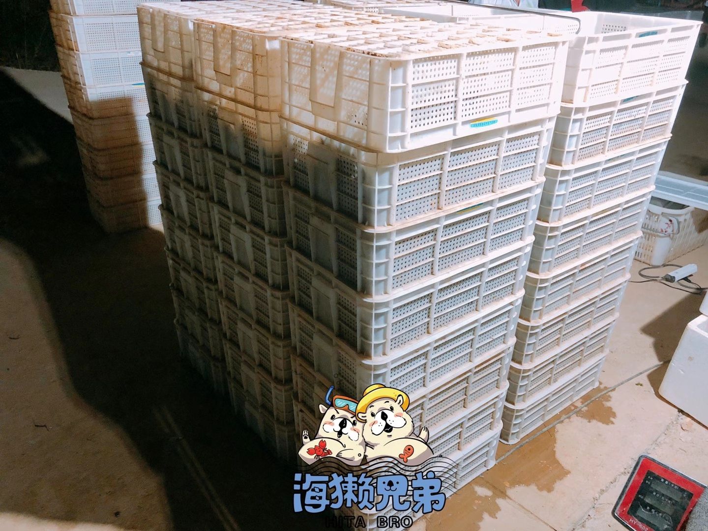 澳洲龙虾  淡水澳龙/蓝龙虾/澳洲淡水龙虾批发零售
