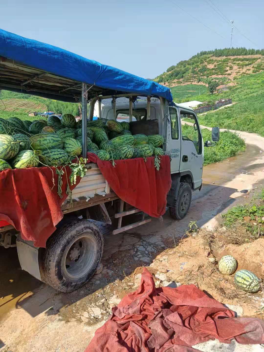 西农西瓜 西农八号