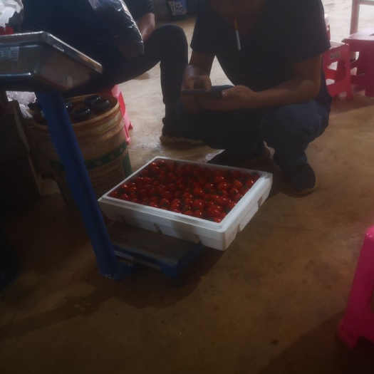 石林县千禧圣女果  海南玲珑千玺小番茄