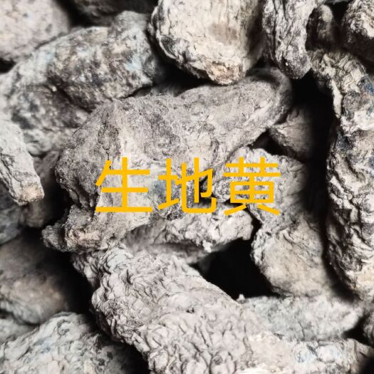 武陟县干地黄  生地黄