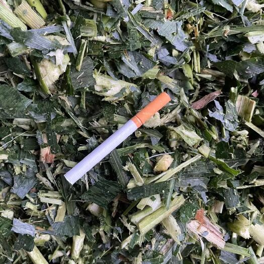 宿州 优质新鲜玉米秸秆