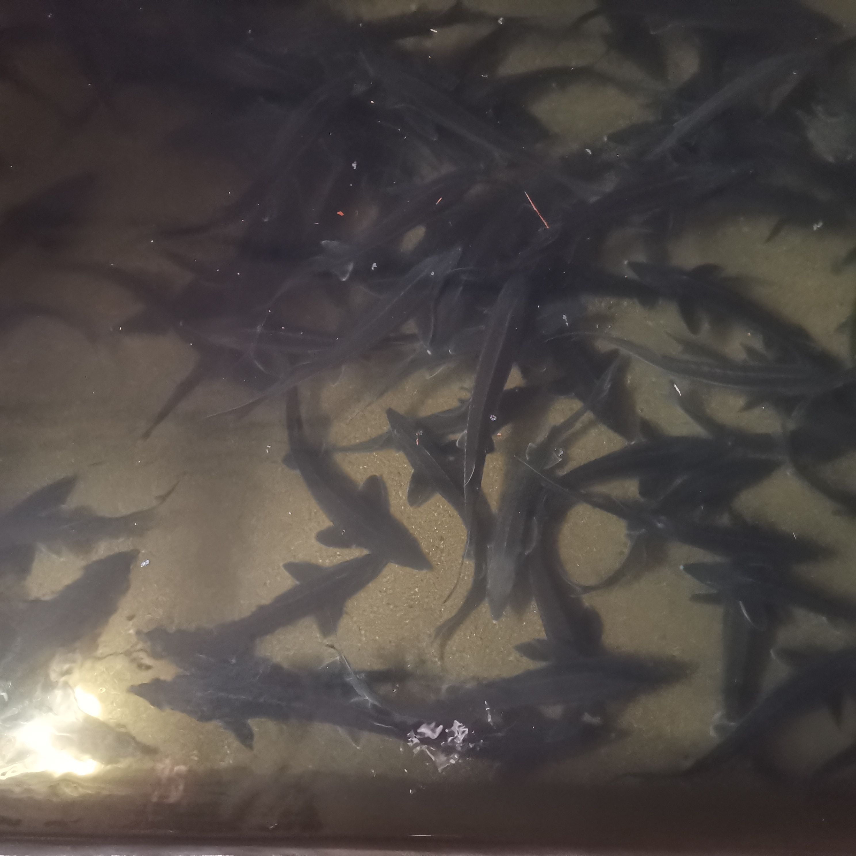 鲟龙鱼苗  鲟龙鱼