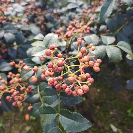 渭南 花椒