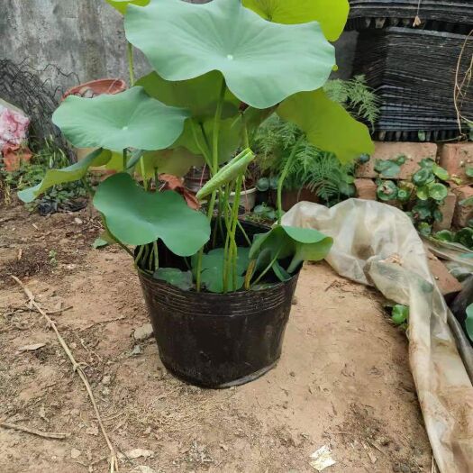 安新县荷花盆栽 真正的种的藕苗盆栽荷花，成活率高