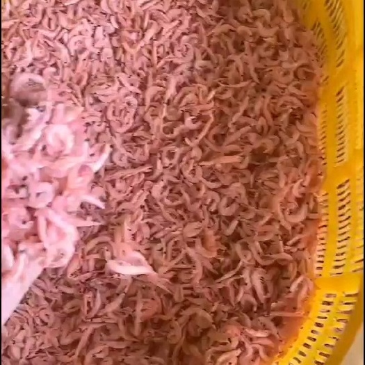 东港市磷虾干磷虾米磷虾干地摊虾皮