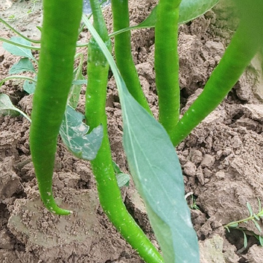 菏泽辣椒线椒基地种植直接供应量大优惠