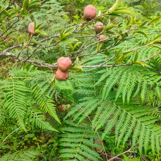 茶叶籽 野生山茶果，