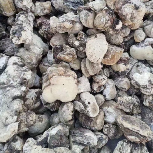 苦白蹄 支持批发零售