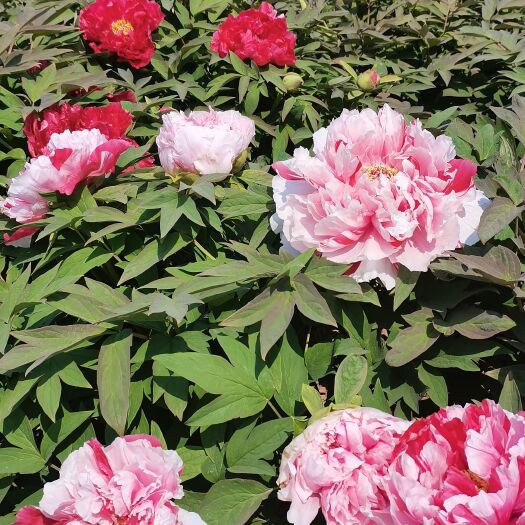 菏泽正宗重瓣大花观赏牡丹种苗菏泽种植基地直发