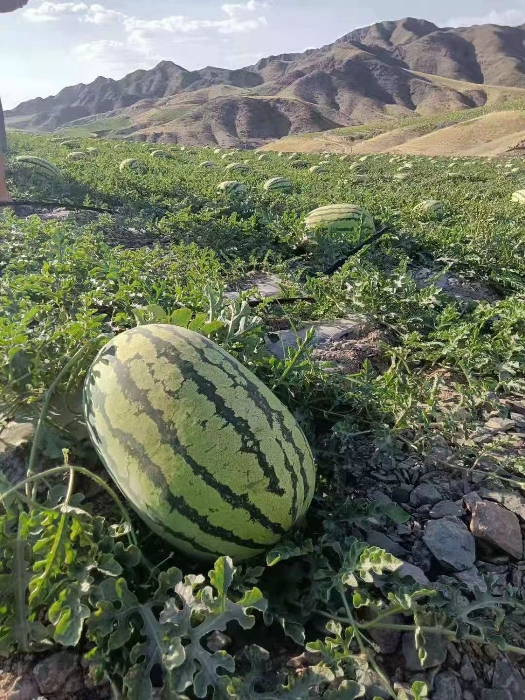陕西硒砂瓜，大量供应！皮薄肉多，价格便宜，有需要的联系对应