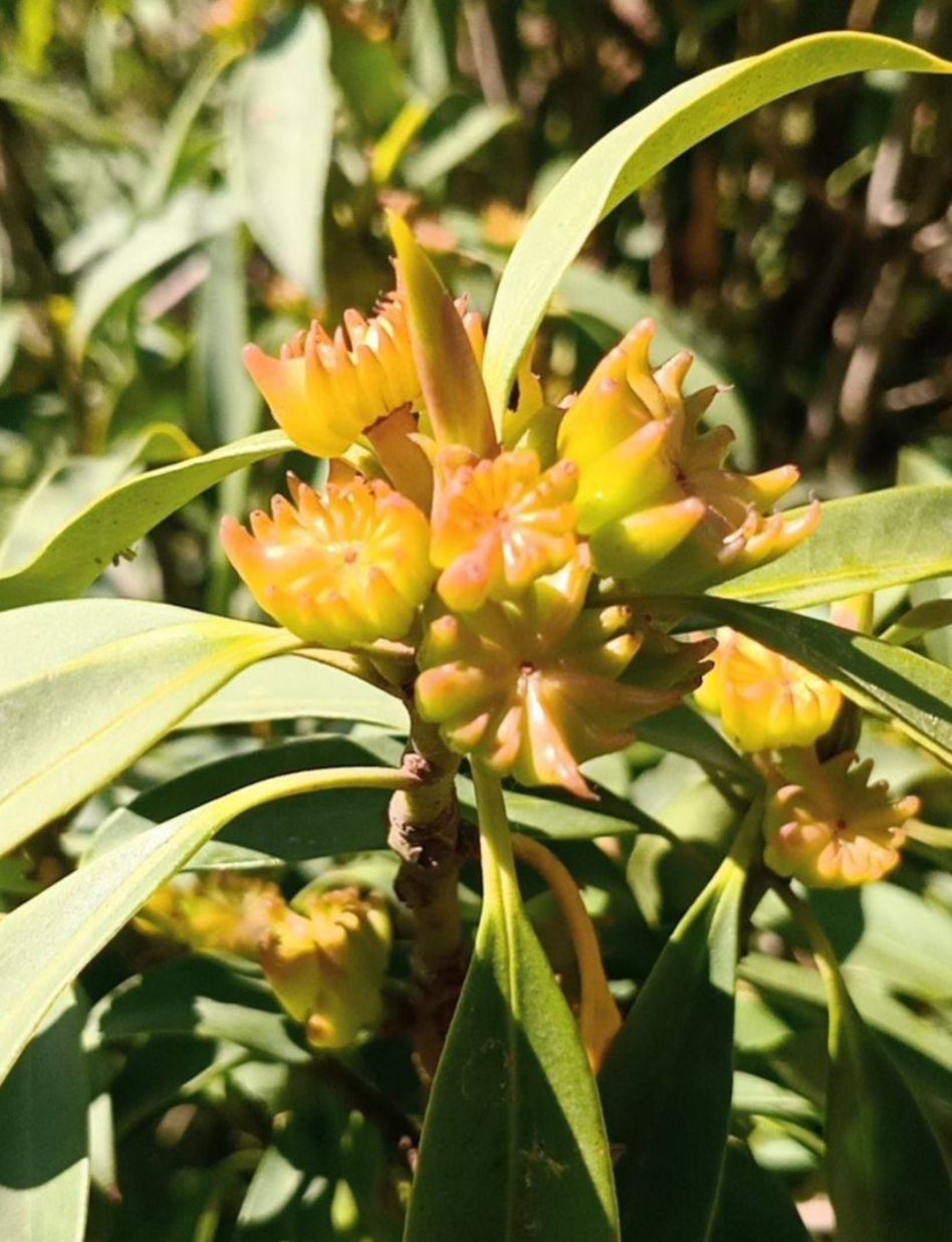 大红八角 八角茴香鲜品