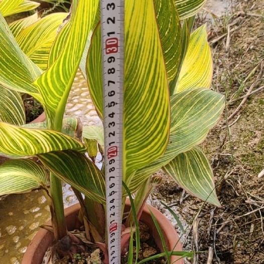 美人蕉        花叶美人蕉