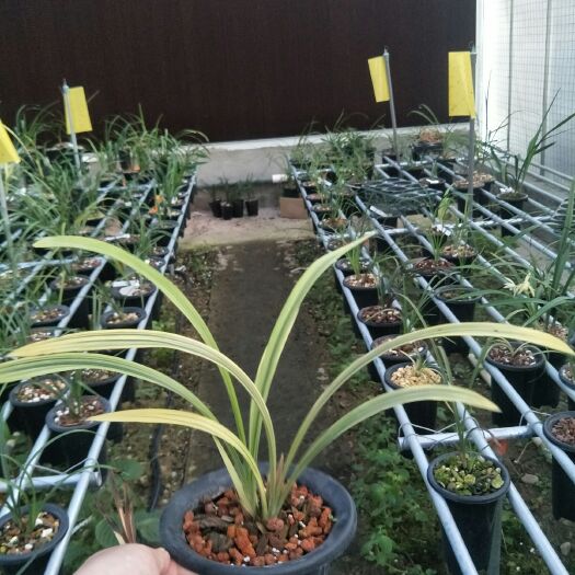 南靖县建兰卧龙素，纯洁色花，别致大方，净化空气