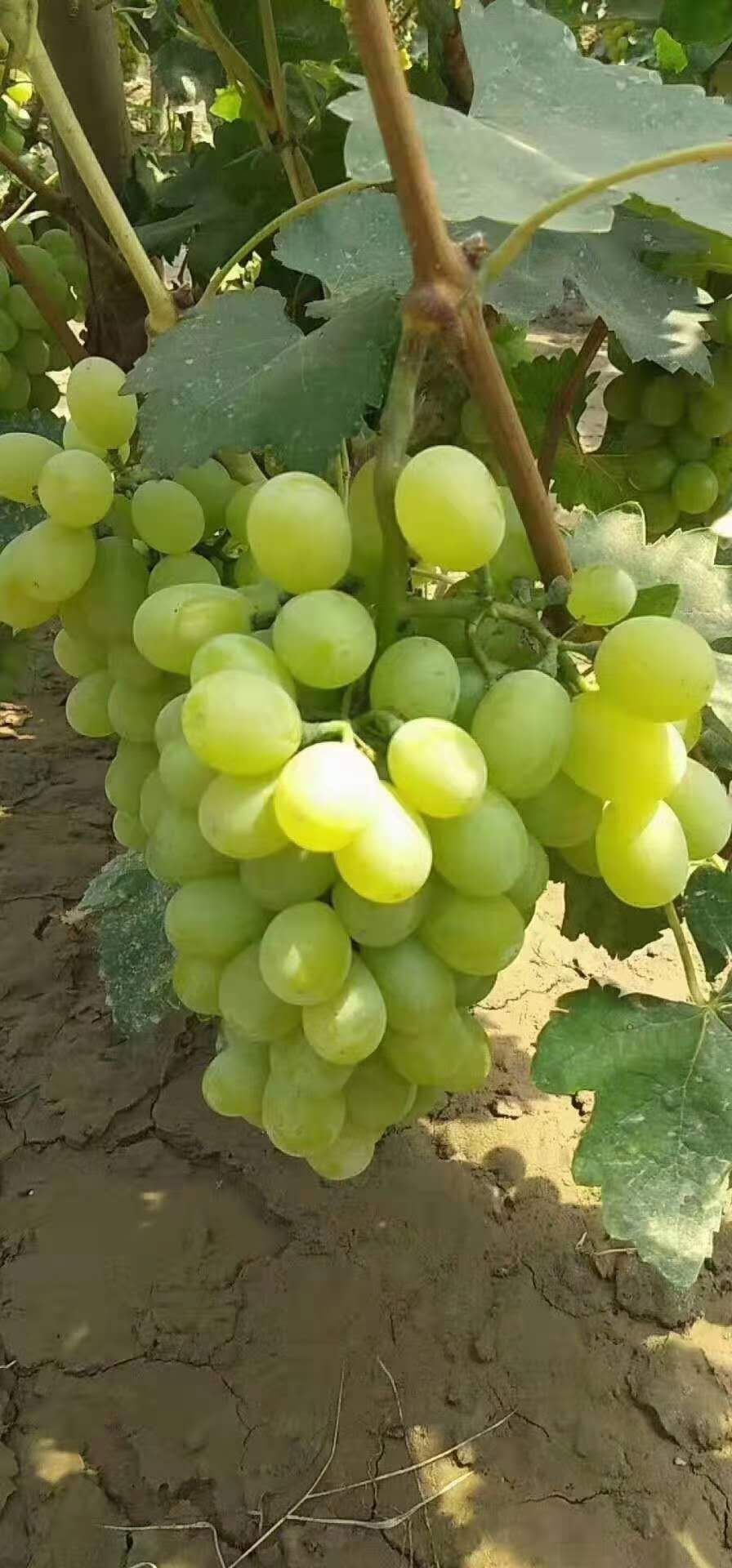 维多利亚葡萄 维多利大量有货