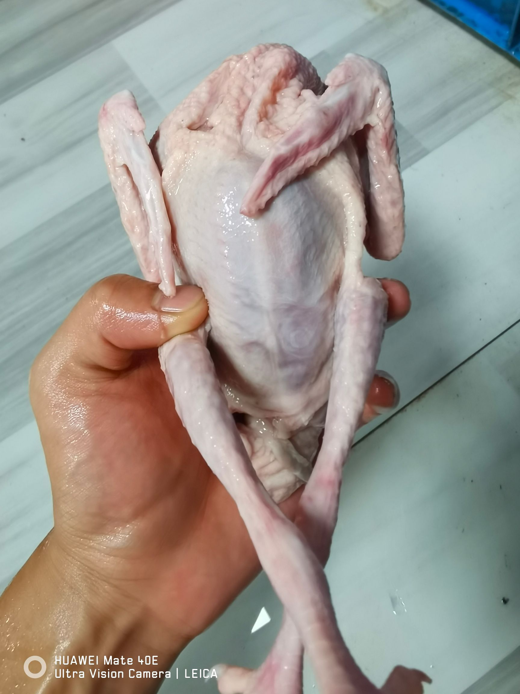  乳鸽