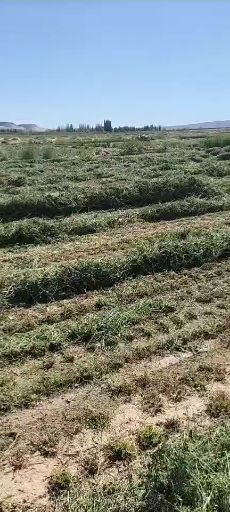 苜蓿草捆2021新草，地头装车