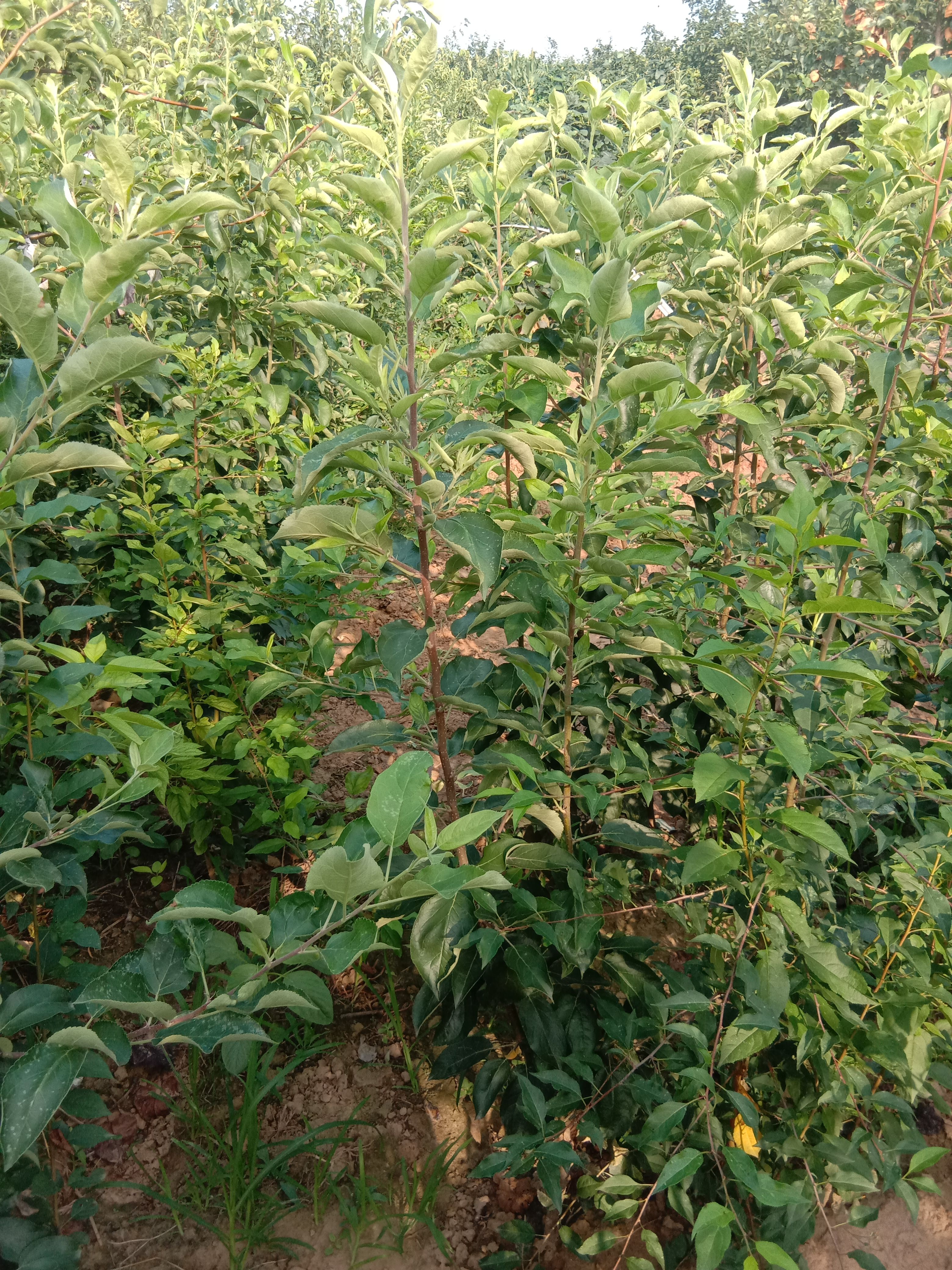 苹果树苗  一年生苹果苗