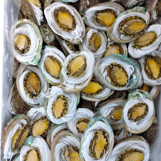 粉丝鲍鱼一件100片