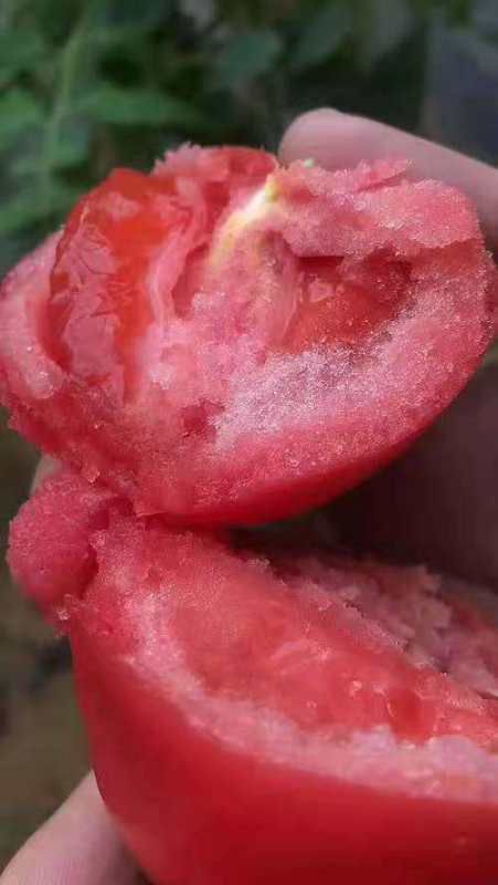  水果西红柿（普罗旺斯.吉祥果.佳佳利）