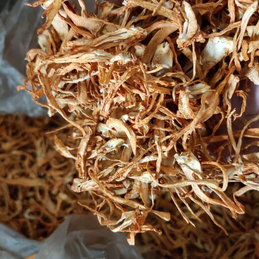 敖汉旗北虫草  产地出售乱草次草畸形草适合打粉提取用