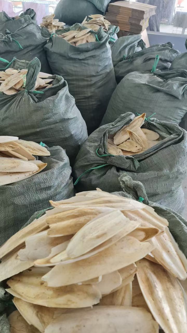  海螵蛸墨鱼骨乌贼骨