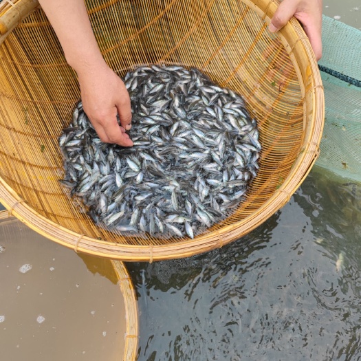 重庆市淡水鲈鱼  大型鱼苗养殖基地供应鲈鱼苗
