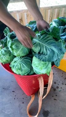 高海拔露天种植蔬菜无虫眼.无黄低.整体清秀可保障质量长期合作