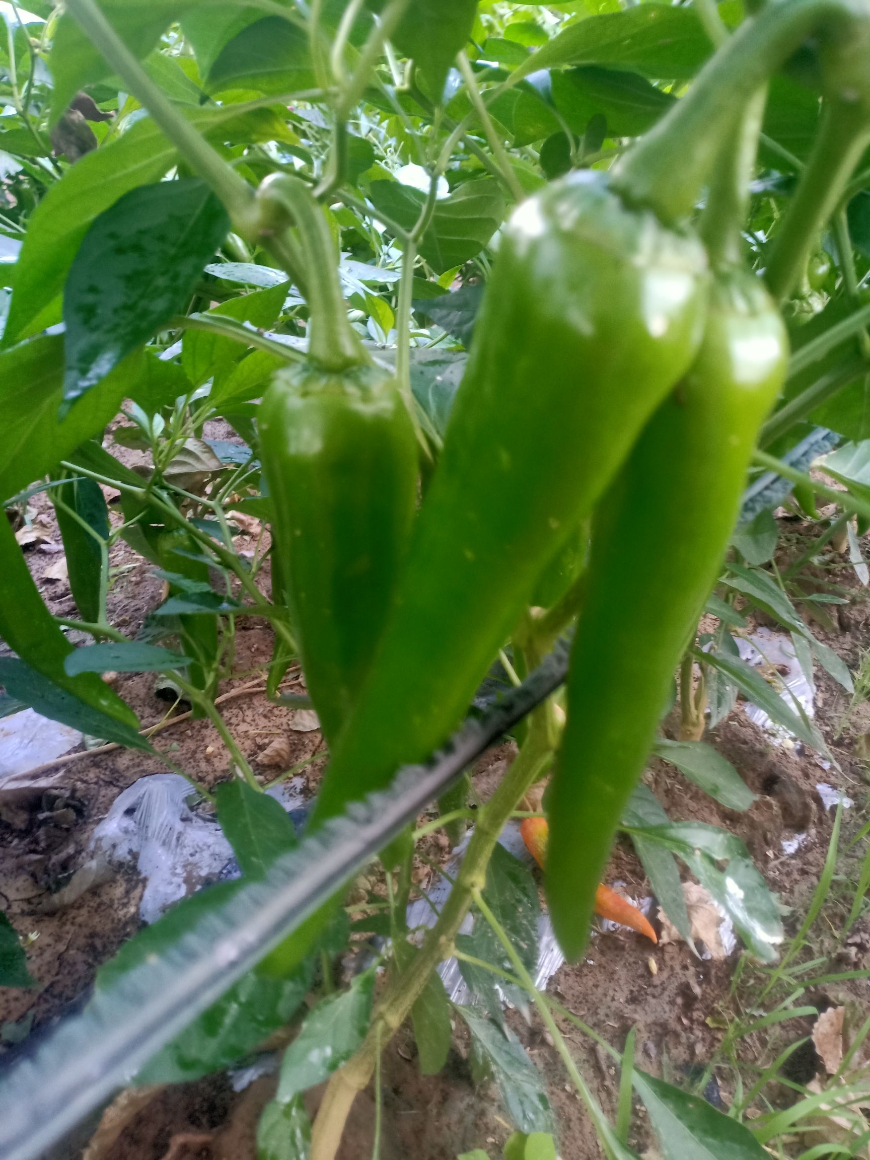 朝天椒 各种辣椒正在上市有需要联系我，谢谢合作。