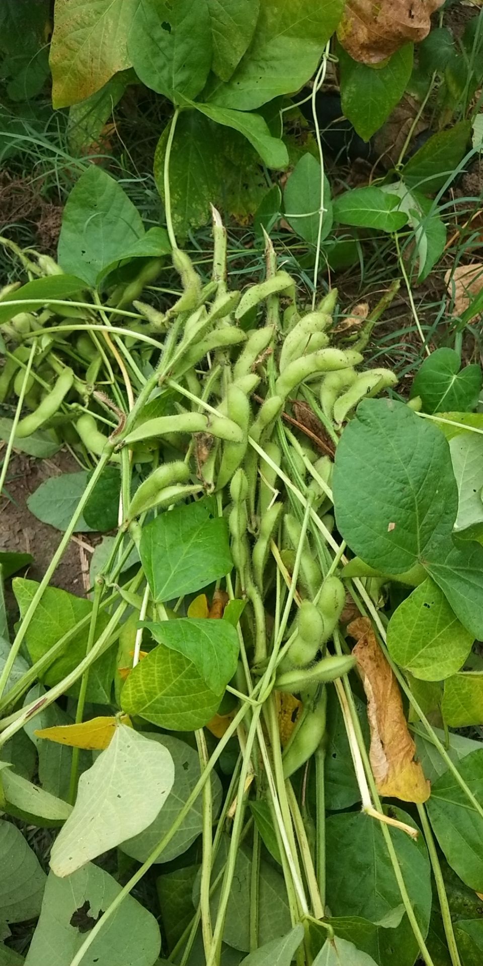 毛豆 安徽省阜阳市太和县