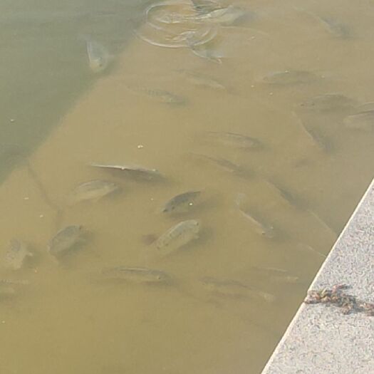东莞市 本地塘鲺