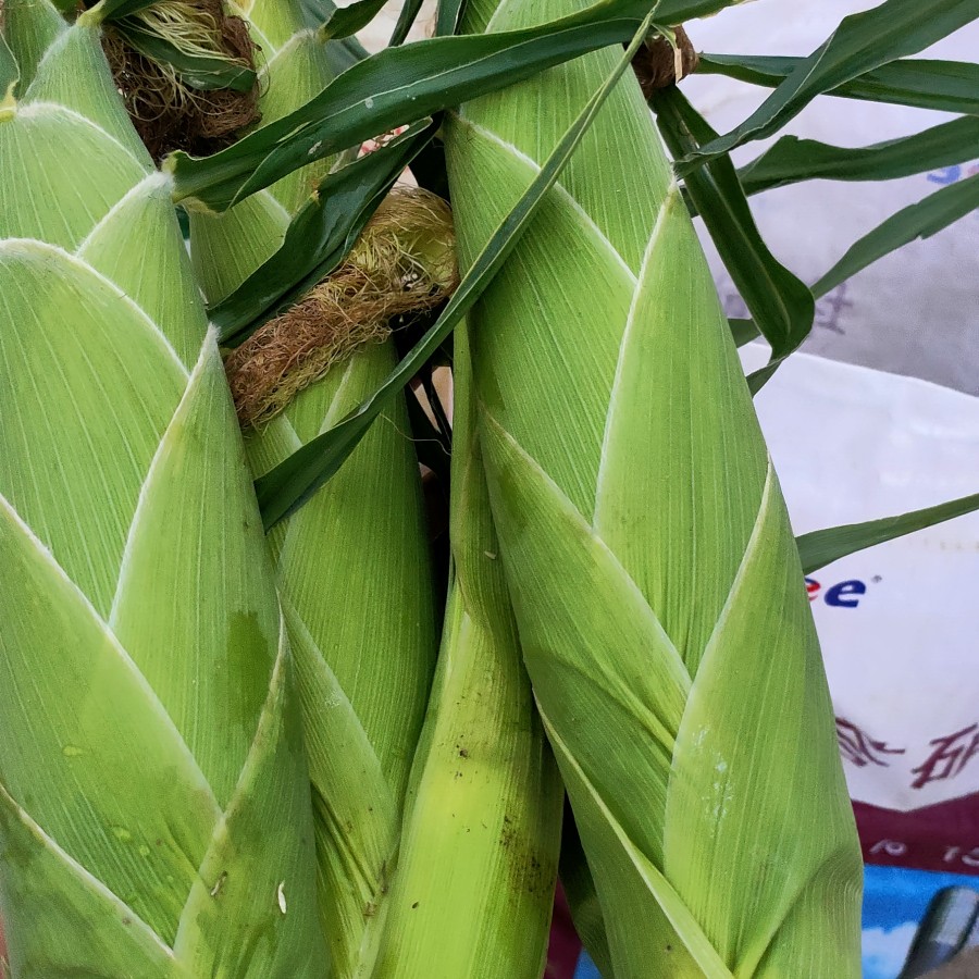 广西横县太阳花甜玉米水果玉米产地直供欢迎各位采购商咨询