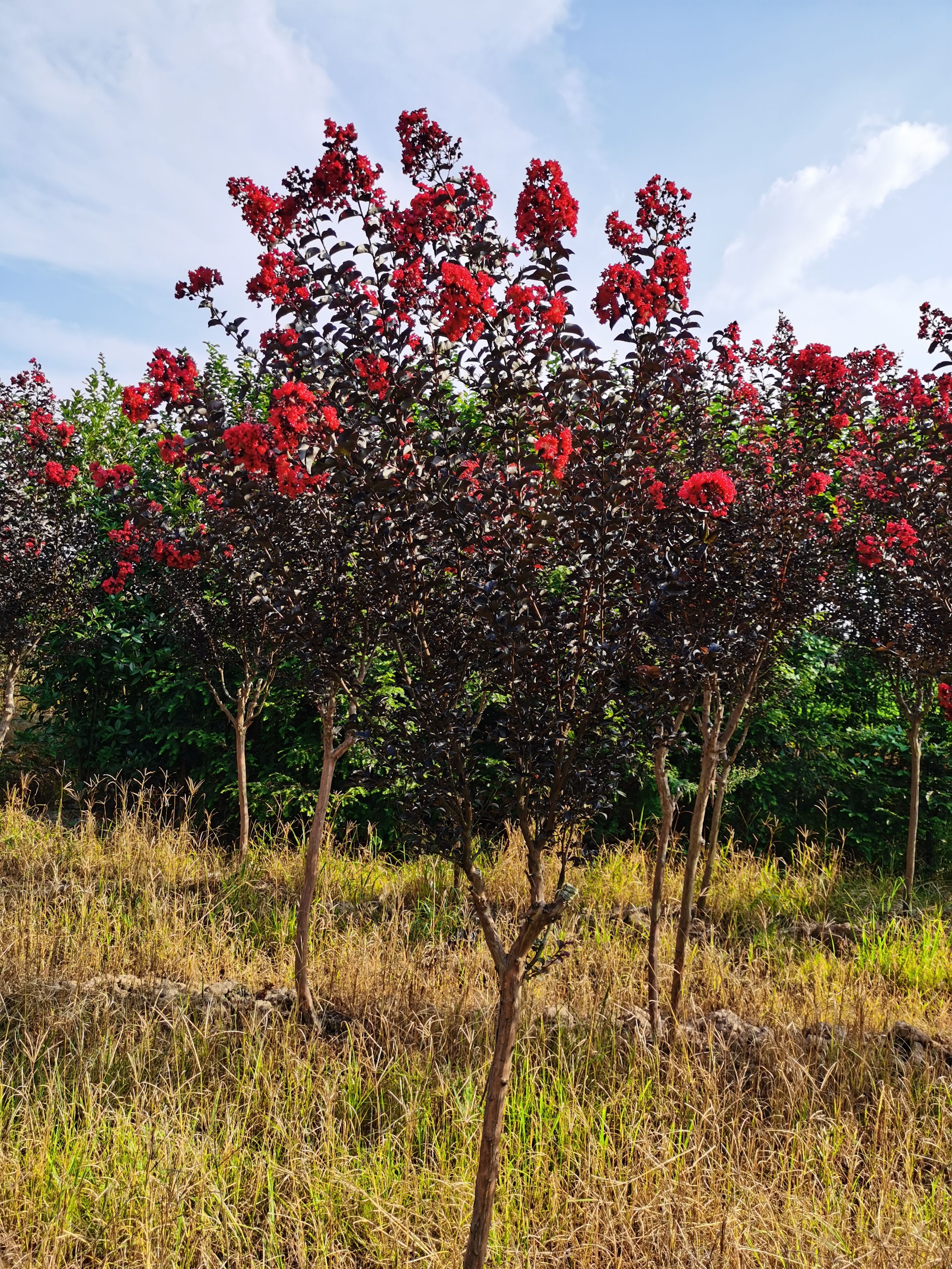 [细叶紫薇批发]细叶紫薇 紫叶紫薇价格300元/株 - 惠农网