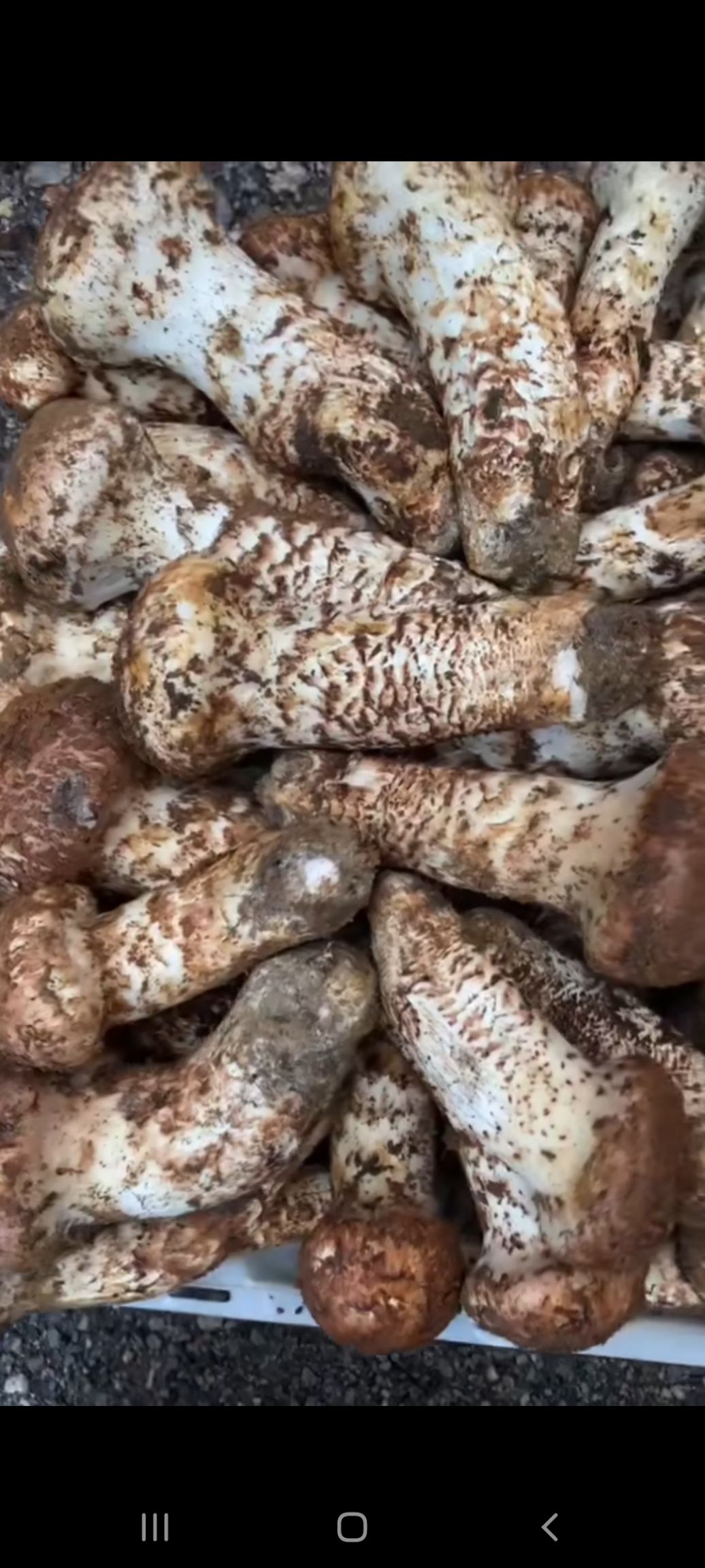  雅江松茸产地直发品质保证