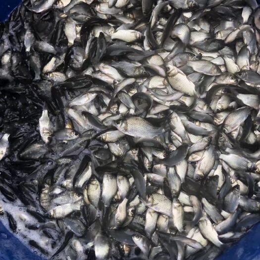 简阳市 中科三号。草鱼苗。花白鲢。