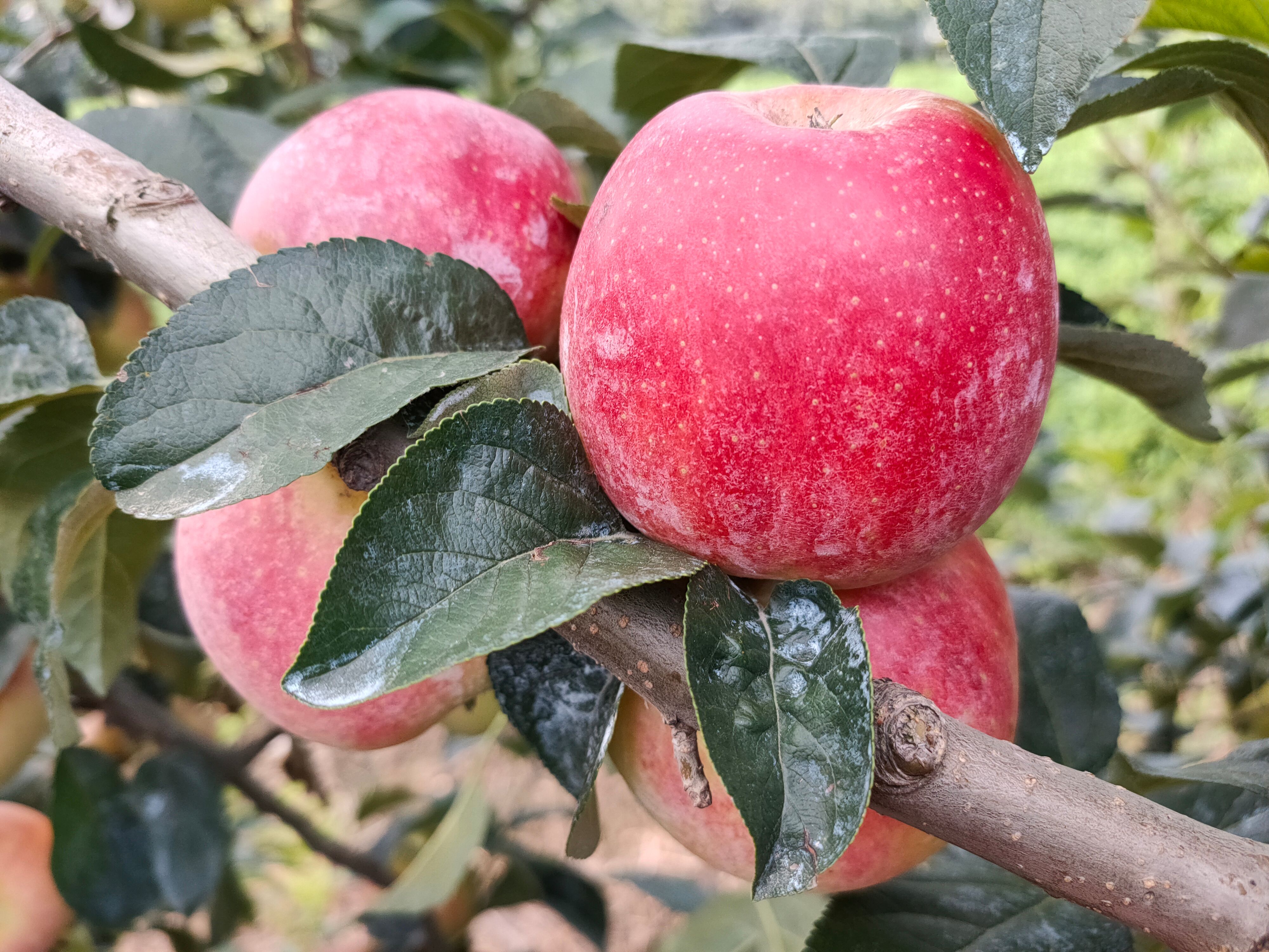  江苏徐州鲁丽苹果