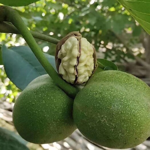 温宿县青皮核桃