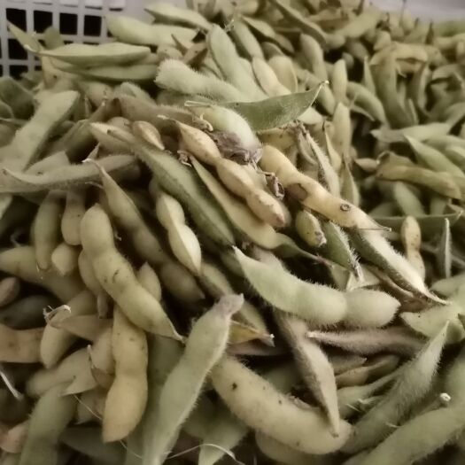 龙山县青大豆  黄豆（卤菜专用）蒸炒炖皆宜