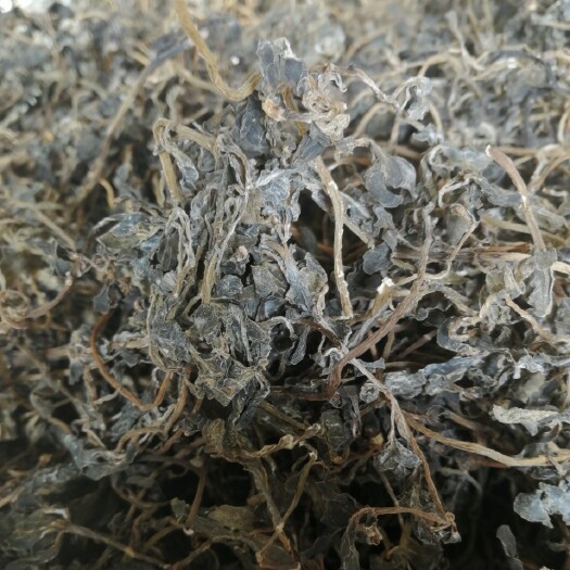 亳州干马齿苋  21年新马齿苋菜干五行草干长寿菜干