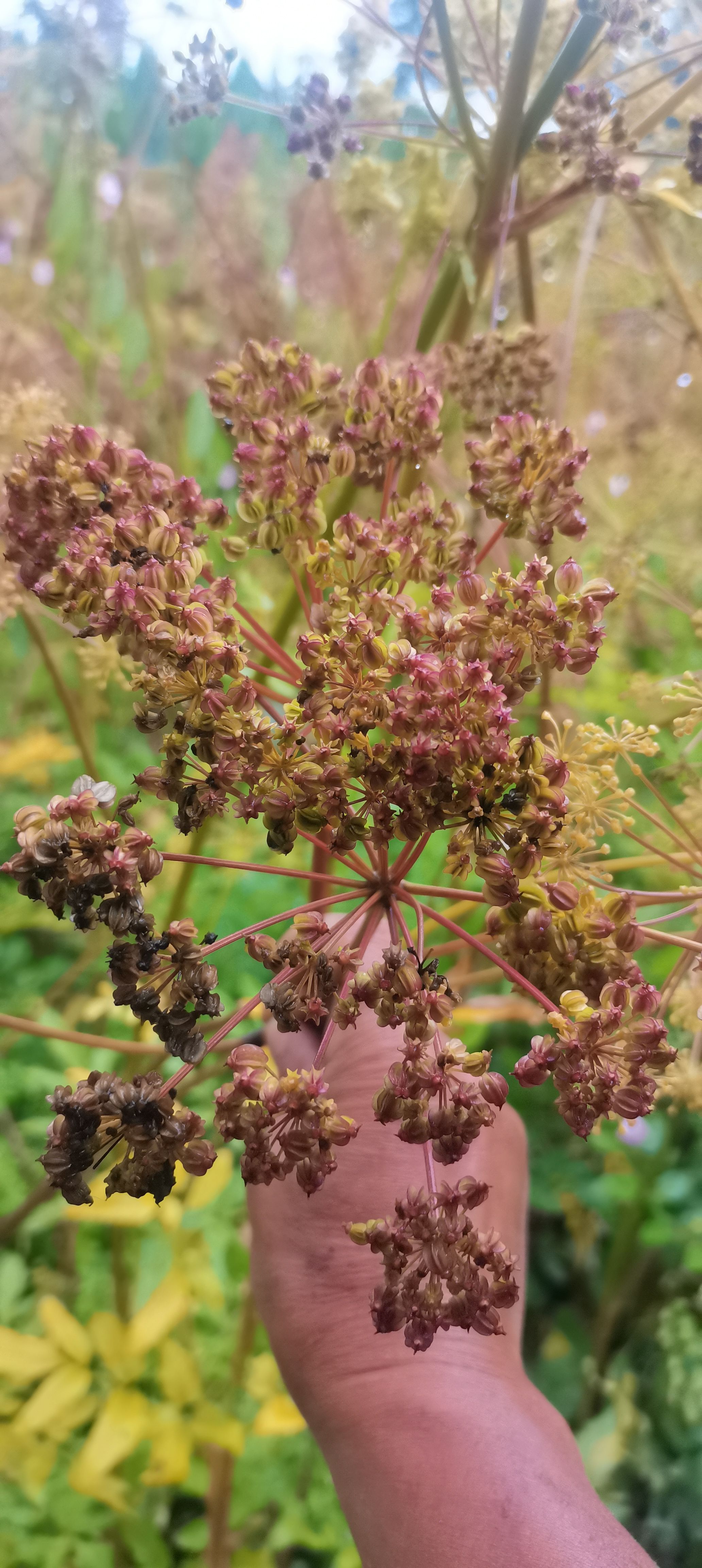 羌活种子产地直发一首贷源