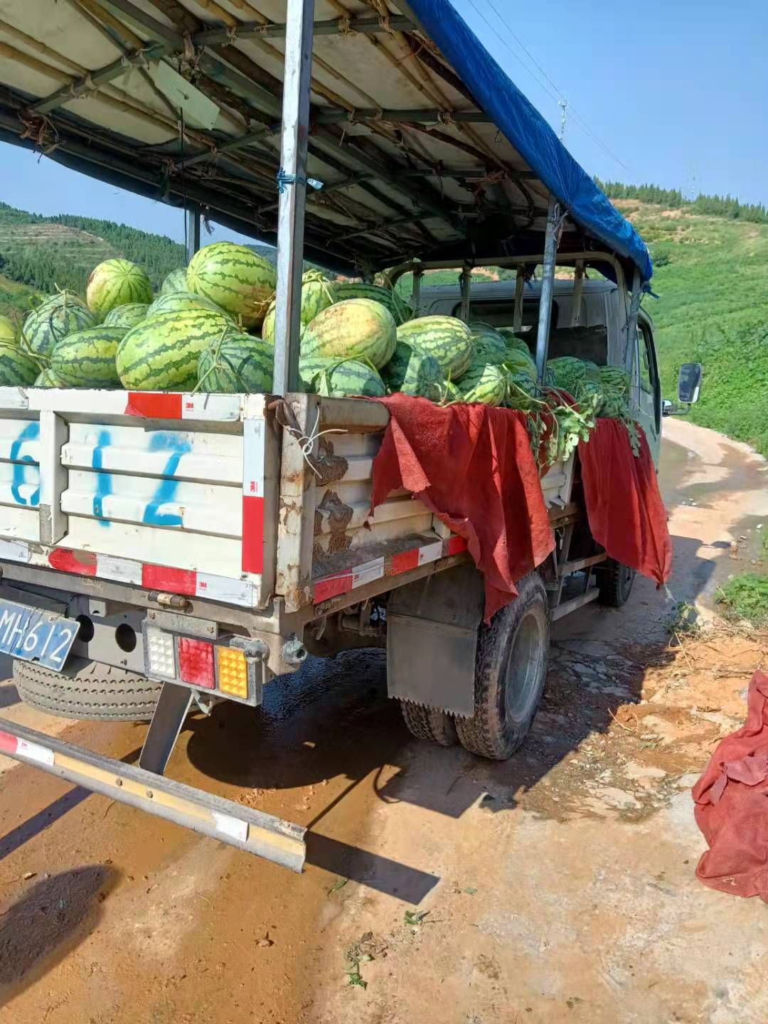 西农西瓜 西农八号