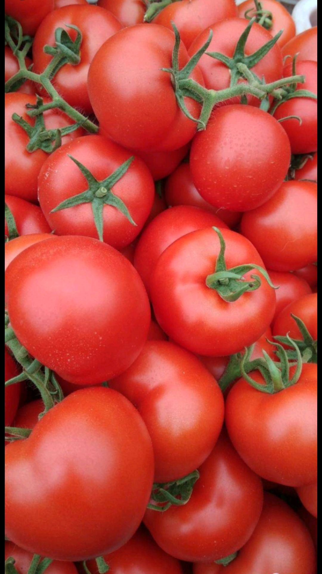  狐三以上，大红西红柿